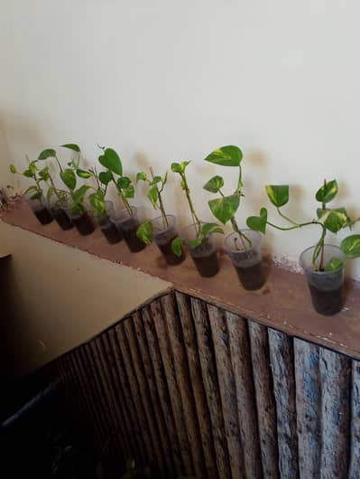 28 X Money plants for sale