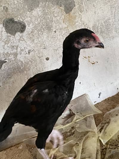 Aseel mianwali patta