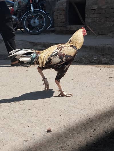 aseel jawa full healthy and active