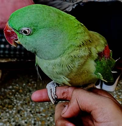 hand Tame RAW Parrot