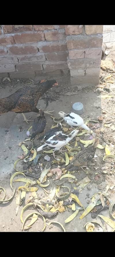 Lasani+mianwali  madi with 5 chiks