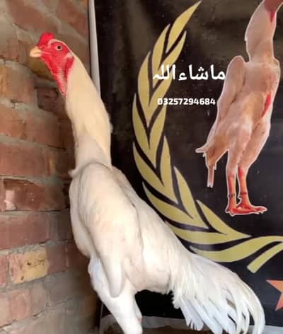 white o shamo 2 month chiks pair oshamo,shamo