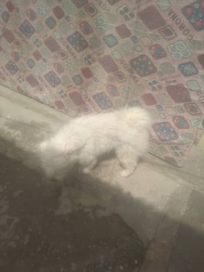 poodle dog female for sel