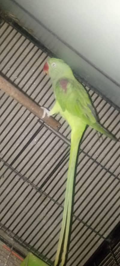 Ghrelo female for sale 03143275503