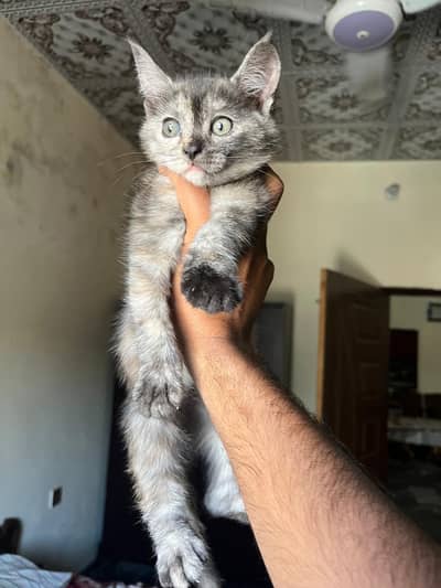 2 cute persian kittens ( urgently sale )