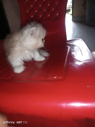 Pure Persian kittens