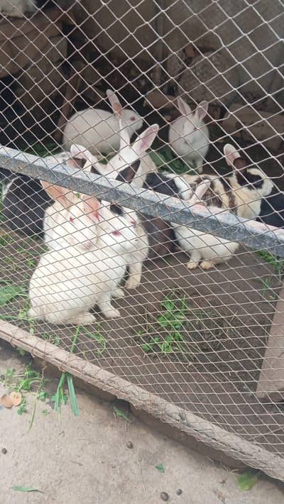 rabbits for sale mix both male and female