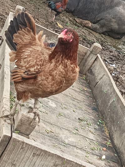 Kurak mudi for sale  2800