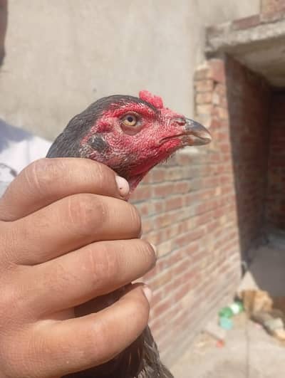 black e Pakistani cross