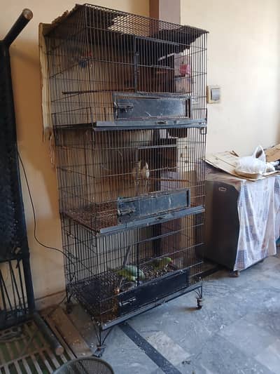 parrot setup for sale