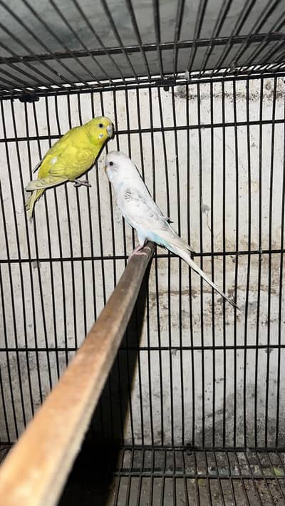 Breeder budgie pair