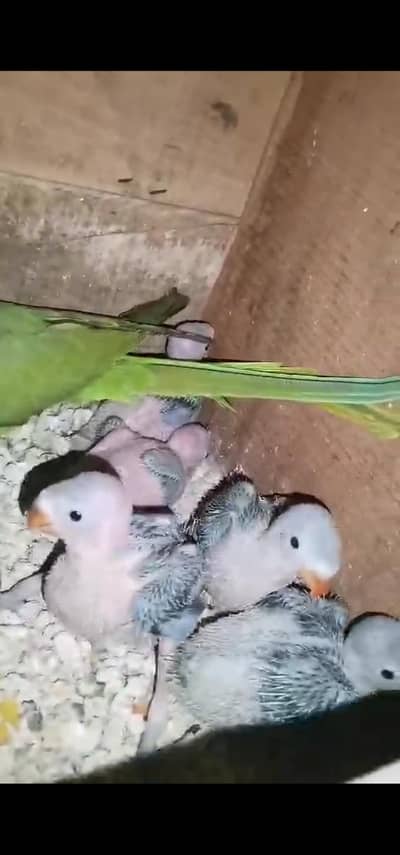 indian  green parot chiks