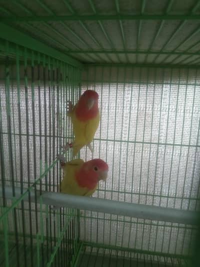 Lutino red eyes Lovebird