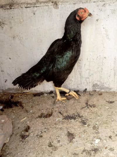 mushkil aseel female