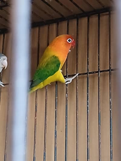 raw parrot talking hand tame