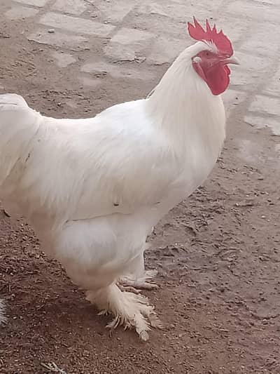 my home breed healthy and good looking