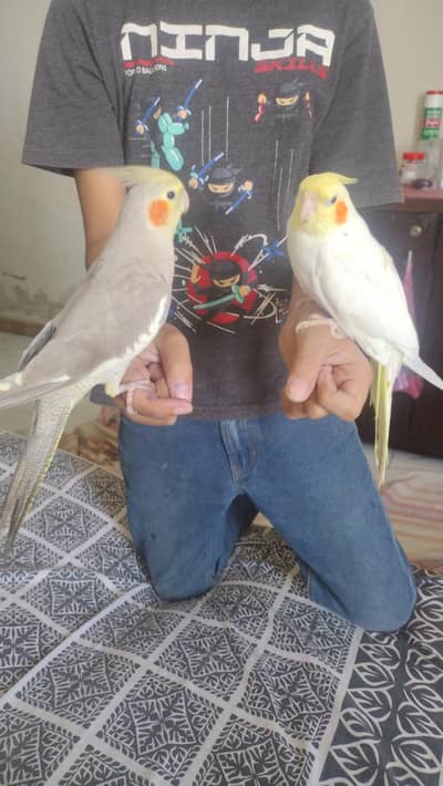 Hand tamed cockatiel