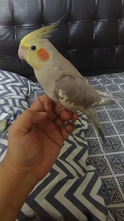 Hand tamed cockatiel