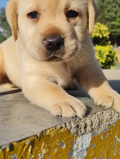 Labrador And All Breeds Puppy Available