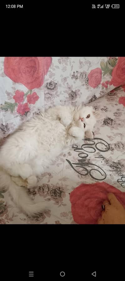 Persian kitten for sale Pure Persian breed healthy active