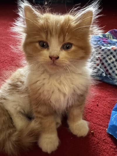 Persian Triple Coated Kittens