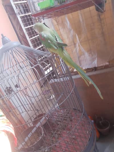 Kashmiri  Raw parrot for sel 2no  handtame h friendly hai