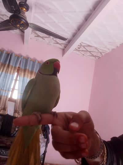 parrot for sel  handtame h friendly hai