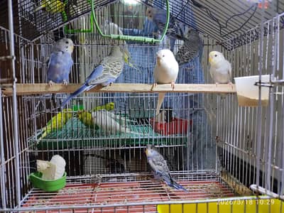 Australian Parrots (Budgies) for Sale.