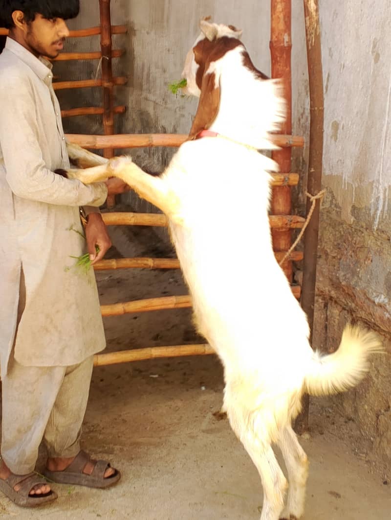 ALLHUMDULILHA more many goats available for 2026 contact us 0