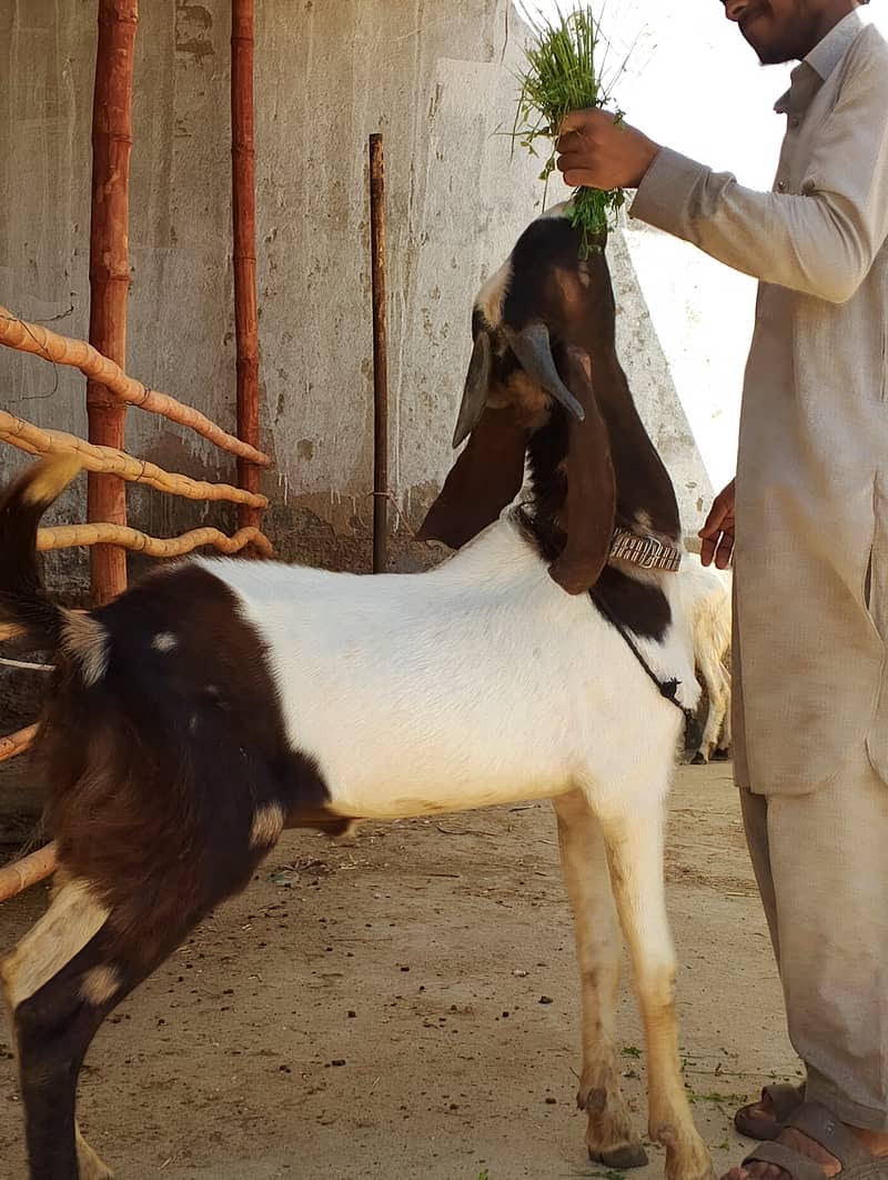 ALLHUMDULILHA more many goats available for 2026 contact us 1