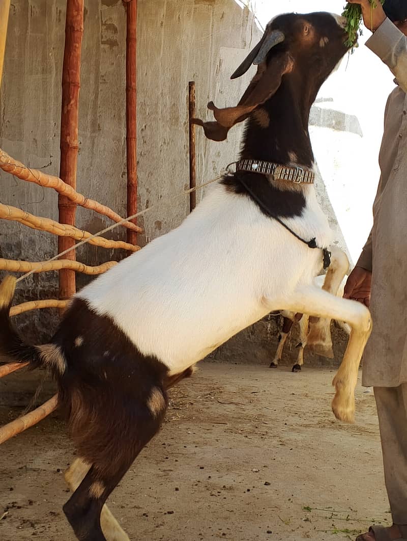 ALLHUMDULILHA more many goats available for 2026 contact us 2