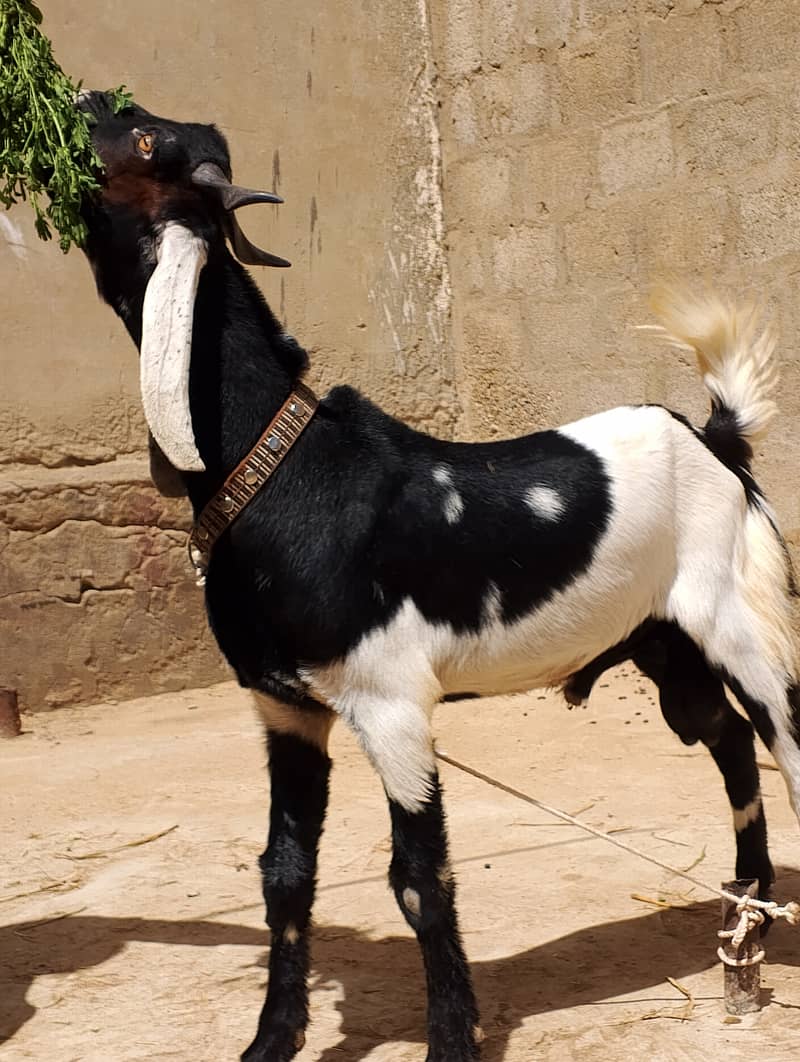 ALLHUMDULILHA more many goats available for 2026 contact us 4