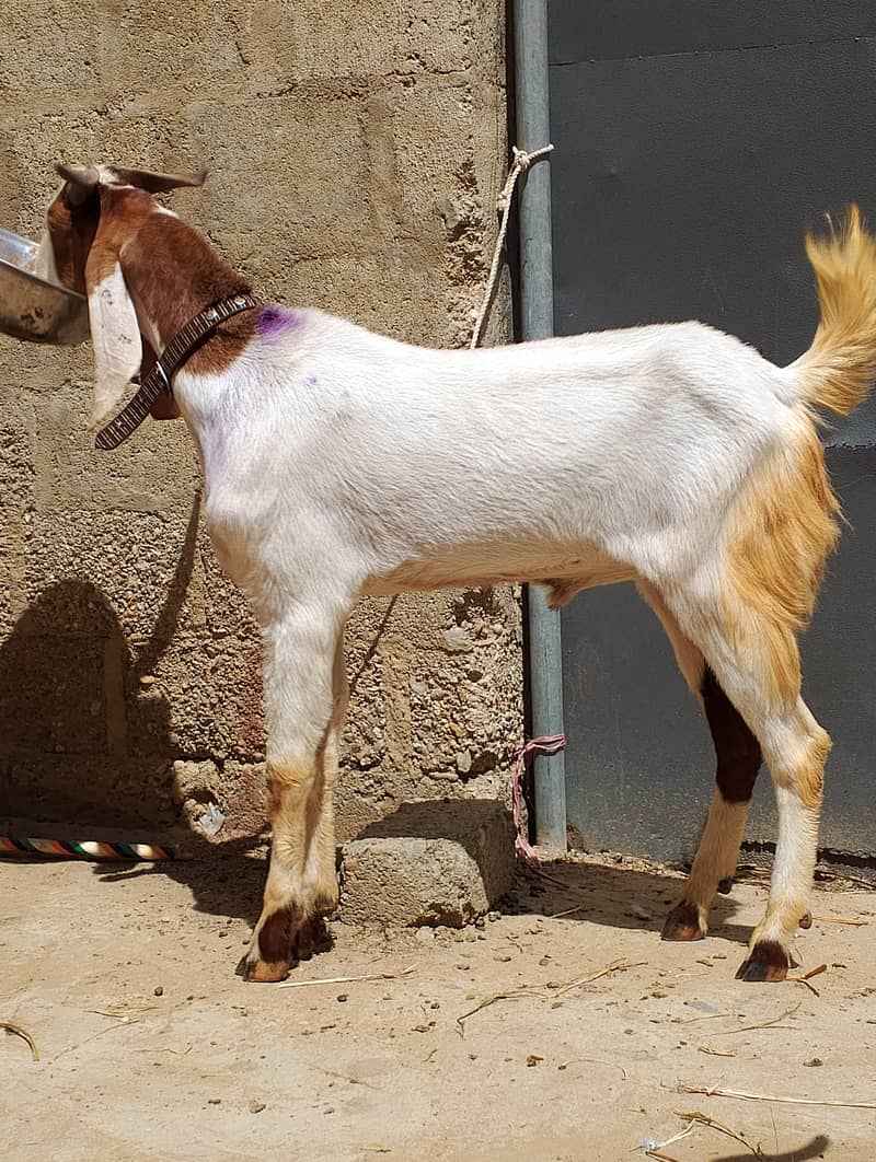ALLHUMDULILHA more many goats available for 2026 contact us 5