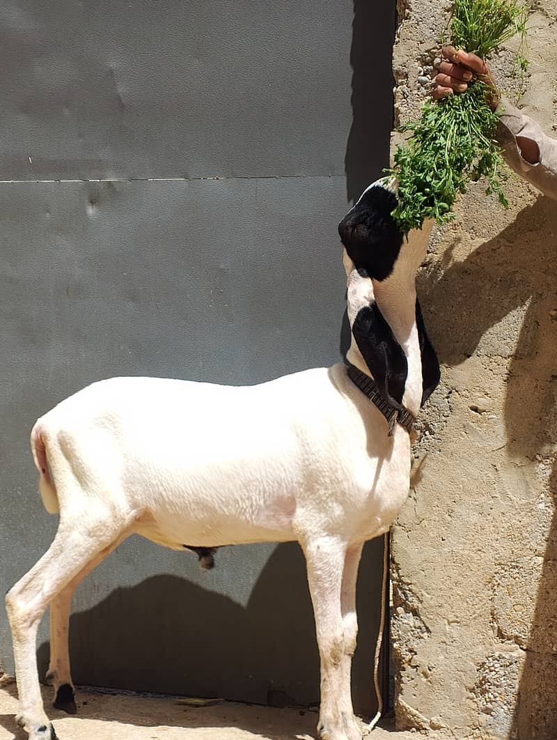 ALLHUMDULILHA more many goats available for 2026 contact us 6
