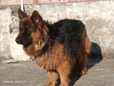 Gsd for sale