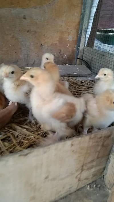 golden buff chicks
