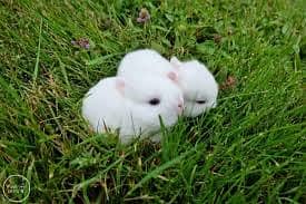Rabbit Pair Available  | Baby & Adult Rabbit | All Pakistan Delivery