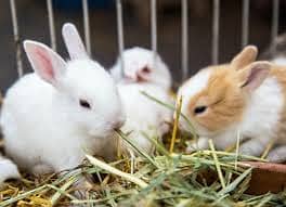 Rabbit Pair Available  | Baby & Adult Rabbit | Per Pec 500