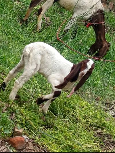 sahiwal bakree han buhat achi nasal han 1 bacha bhi han