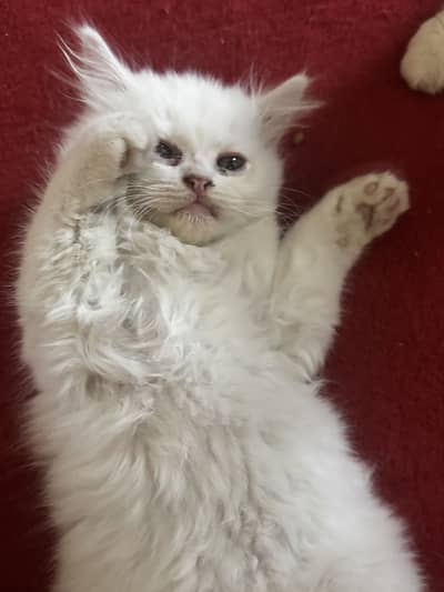 Persian Triple Coated Kittens