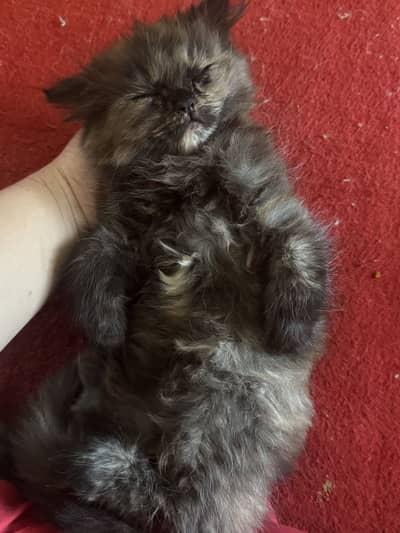 Persian Triple Coated Kittens