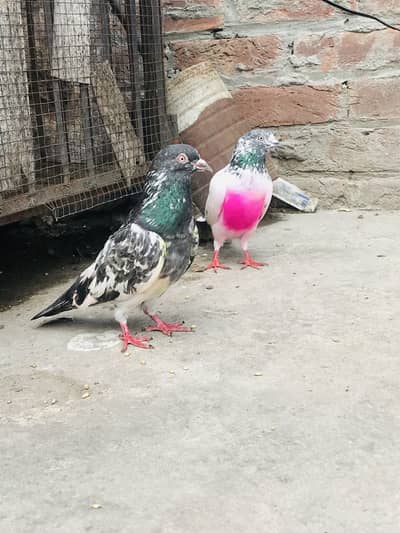 Kabobtr for sale exchange aseel 03241062331 watsapp