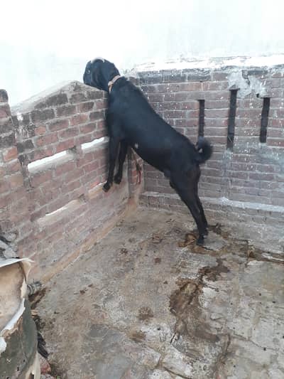 mini goat form for sell hai 03216153341