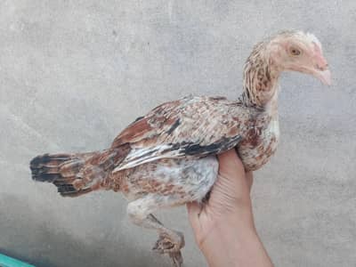 chicks healthy and active