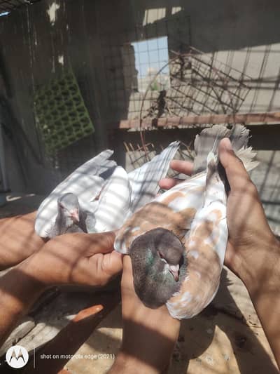 Pigeon pair for sale