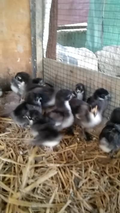bantam Chicks
