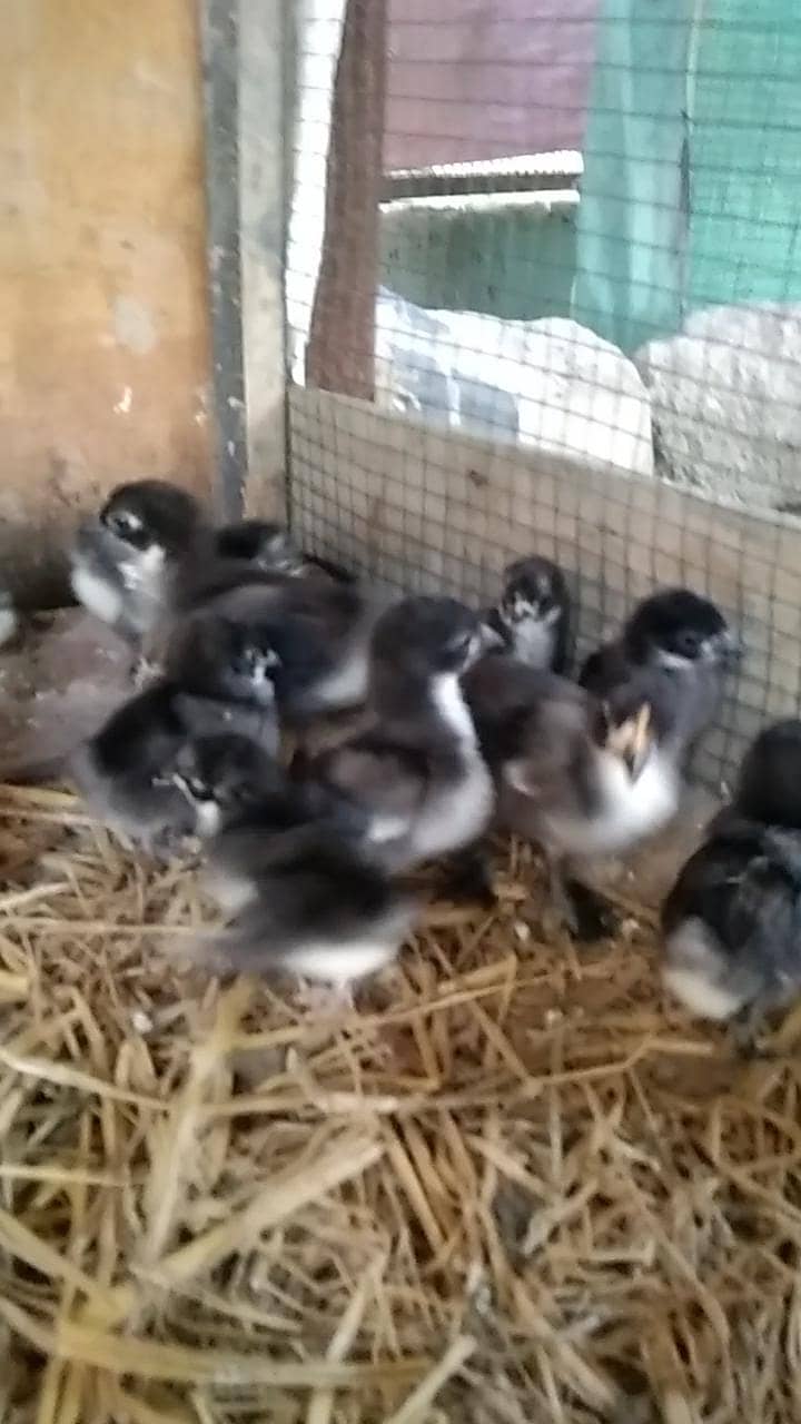 bantam Chicks 0