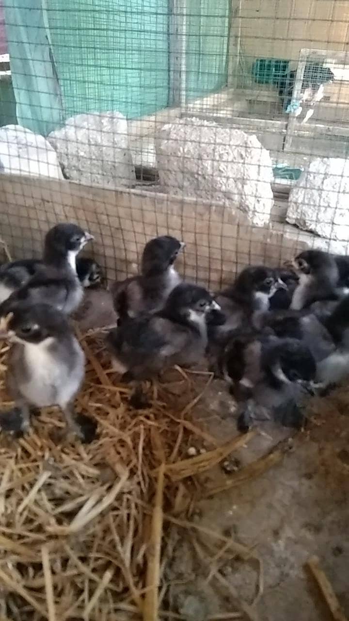 bantam Chicks 1