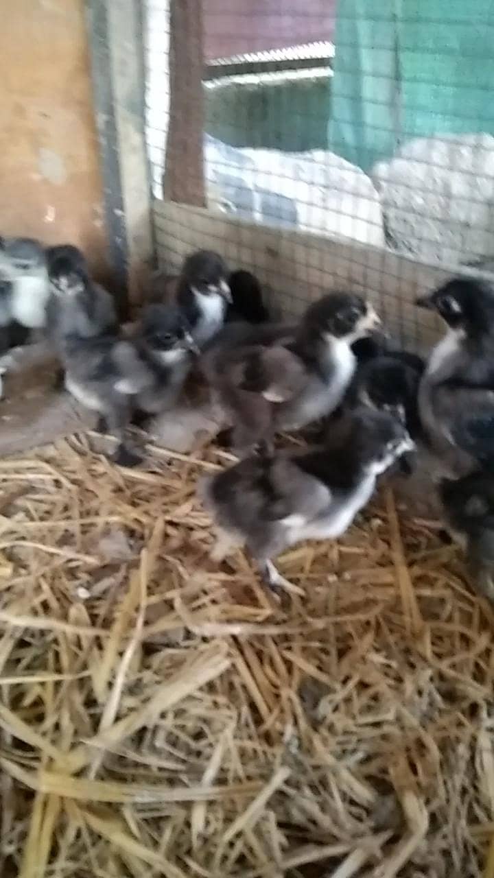 bantam Chicks 2