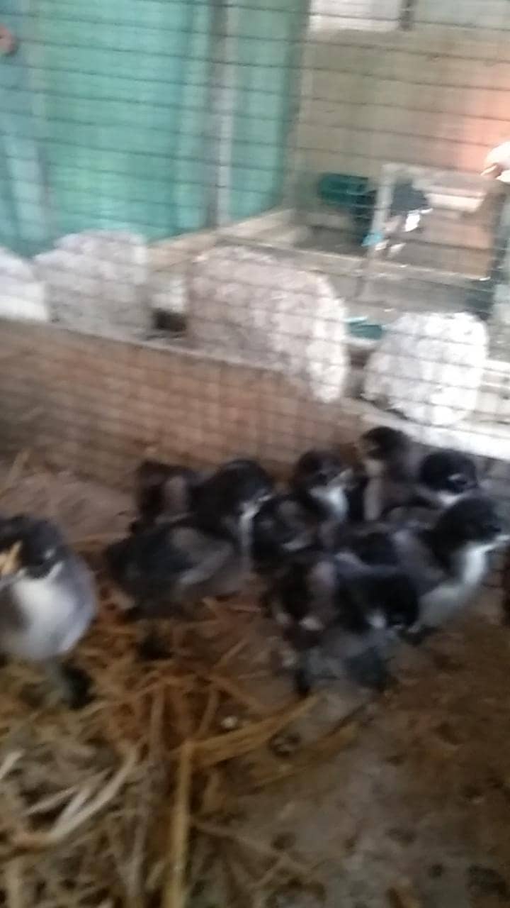 bantam Chicks 3